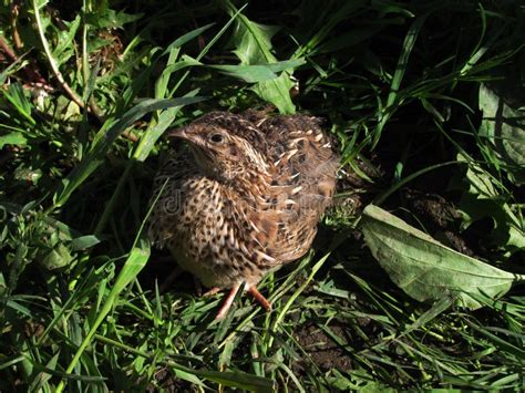 Common Quail, Coturnix Coturnix, Bird In The Nature Habitat. Quail ...