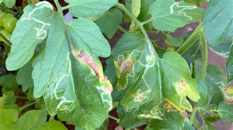 Leaf Miner Treatment White Lines On Tomato Leaves Youtube