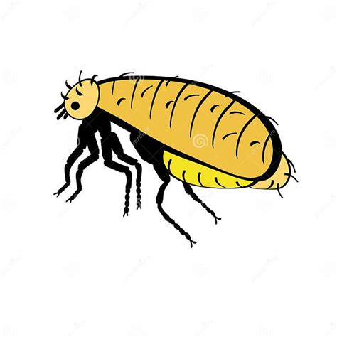 Illustration Of A Flea On A White Stock Illustration Illustration Of