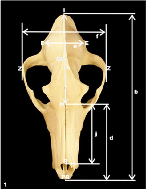 Scielo Brasil Craniometria Em Lobos GuarÁ C Hrysocyon Brachyurus