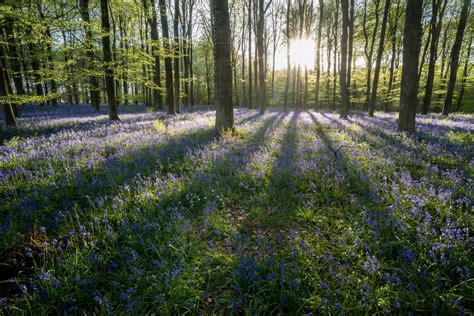 Common Bluebell Hyacinthoides Non Scripta Growing In Common Beech