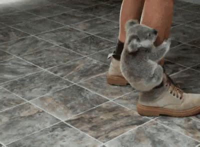 Koala Clingy GIF - Koala Clingy Scared GIFs | Say more with Tenor