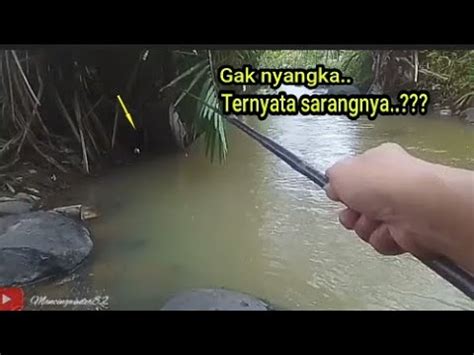 Berburu Ikan Betok Wader Di Selokan Hasilnya Di Luar Dugaan