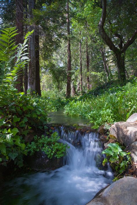 small waterfall  forest  stock photo public domain pictures