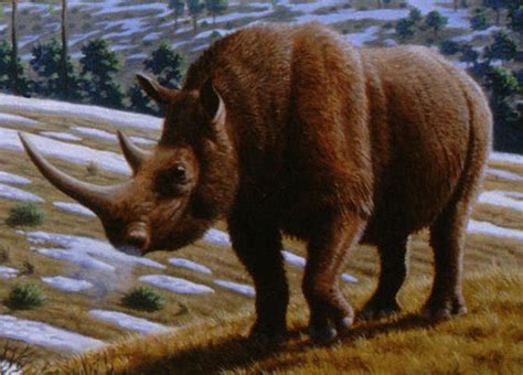 Woolly Rhinoceros Megafauna Parks W Palearctic Inaturalist