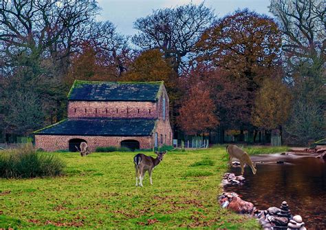 Fallow Deer House And Park Mixed Media By Sandi Oreilly Fine Art America