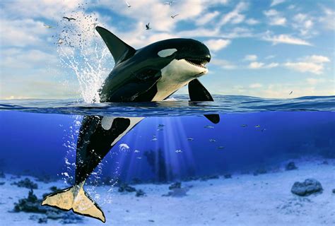 Toxin from toilet paper production found in killer whales - Earth.com