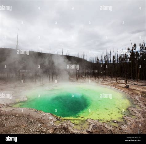 geyser in Yellowstone Stock Photo - Alamy