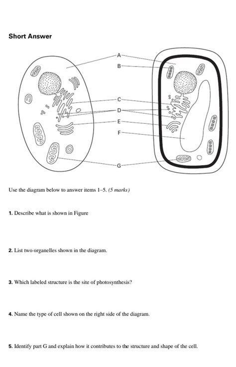 Animal Cell Diagram Labeled Black And White