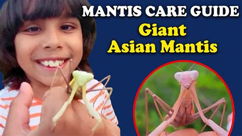 HoW TO PRAYing MANTIS CARE GUIDE One Of The BIGGEST Praying Mantis In