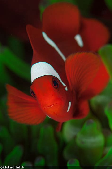 Photographing Reef Fish