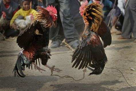 Marchan En Cdmx Para Defender Las Peleas De Gallos