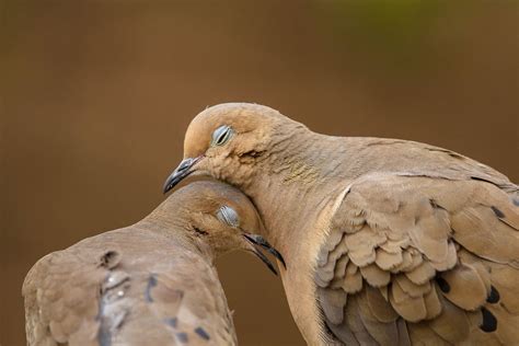 A Mourning Dove Couple Enjoy Each Others Company Bored Panda