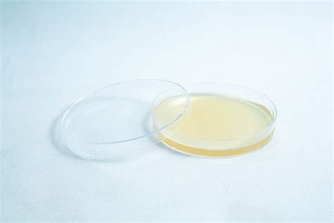 10x Pre Poured Mea Plates Petri Dish 90 Mm Rootlab