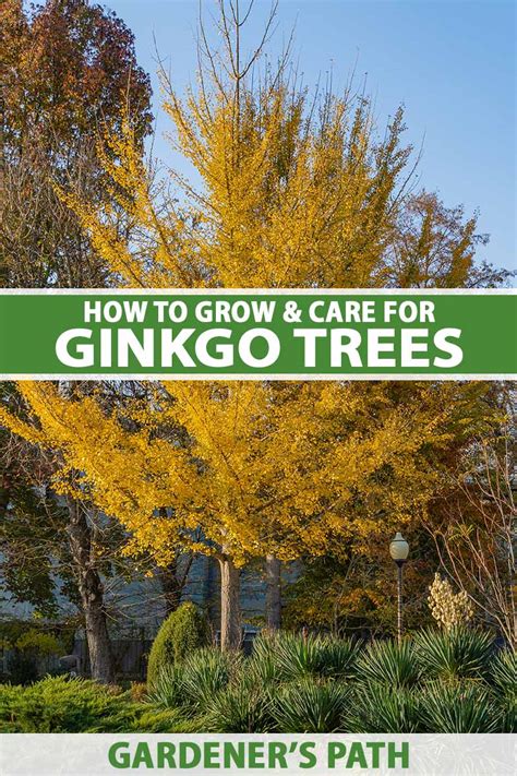 How To Grow And Care For Ginkgo Trees Gardener’s Path