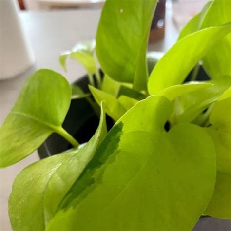 Variegated Neon Pothos Teak And Terracotta