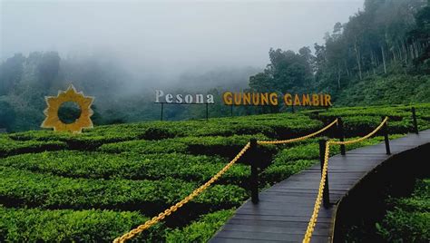 Punya Pemandangan Bak Ftv Intip Pesona Wisata Kebun Teh Gunung Gambir