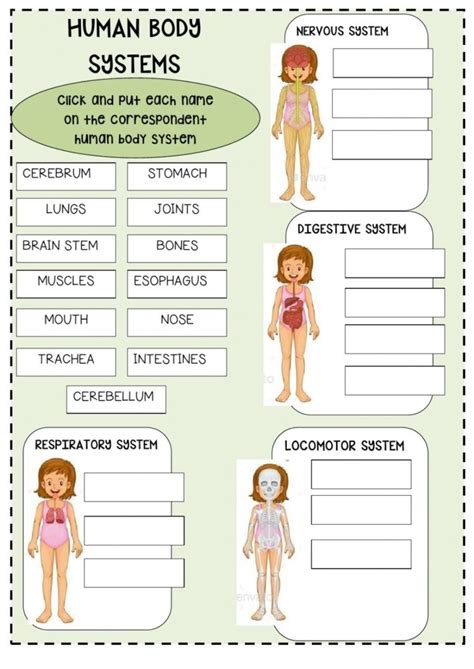 Human Body Systems Worksheets Pdf - Printable Worksheets