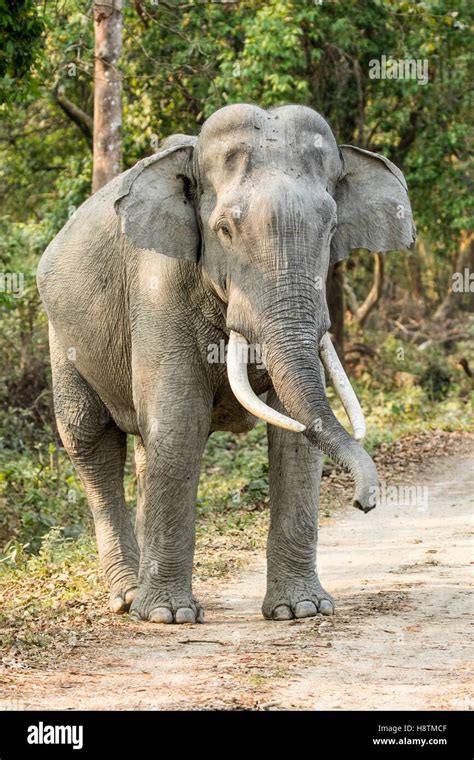 India Assam Kaziranga National Park Unesco World Heritage Asian