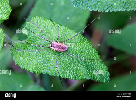 Opilione (Opiliones) Species to be determined, on a leaf in spring, Clairiere de forêt around ...