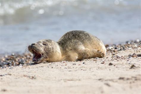 Abandoned Seal Pup Calling for Mum. Sad Cute Baby Animal Stock Photo ...