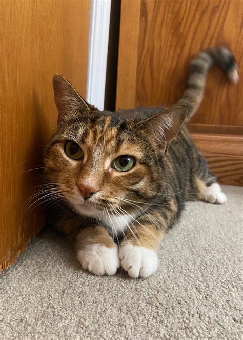 1724 best Munchkin images on Pholder | Aww, Munchkin Cats and Illegally