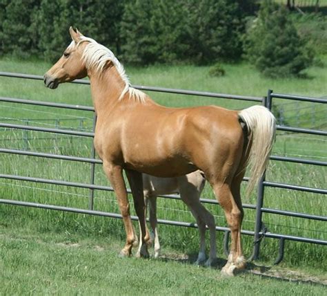 Palomino Mare And Filly Horses Palomino Horse Horses And Dogs