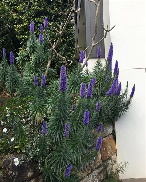 URBAN MEADOWS PTY LTD (@urbanmeadows) • Instagram photos and videos