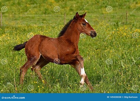 Um Potro De Sangue Quente Do Cavalo Trotando Foto De Stock Imagem De