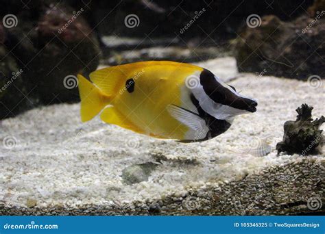 The Yellow Fish in the Ocean. Stock Image - Image of blue, deep: 105346325