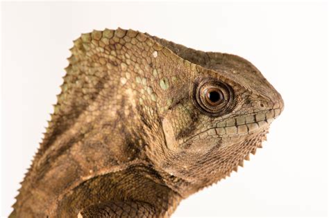 Helmeted Iguana Corytophanes Cristatus Joel Sartore