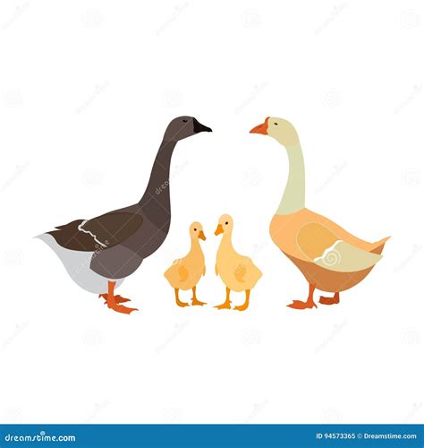 Goose And Gosling Coloring Page Royalty-Free Stock Photo | CartoonDealer.com #146166987