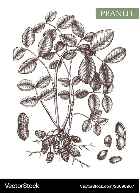 Peanut Plant Drawing