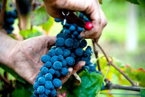 Vendemmia 2021 volumi in calo del 9 ma uve di ottima qualità Terra