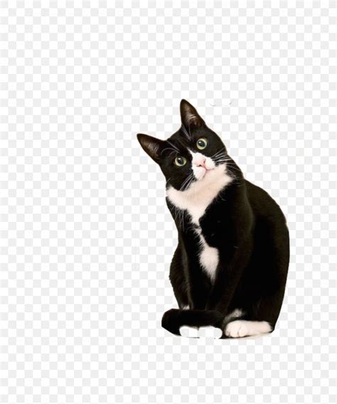 Kitten Cornish Rex Bicolor Cat Tuxedo Suit Png 1000x1200px Kitten