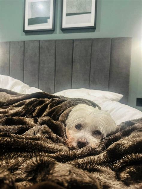 #birmingham #pethotelbirmingham #petfriendlytravel | aparthotel Birmingham