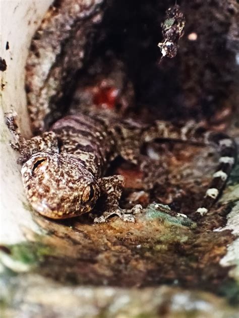 Chinese Narrow disked Gecko from 香港山頂 on July 8 2023 by