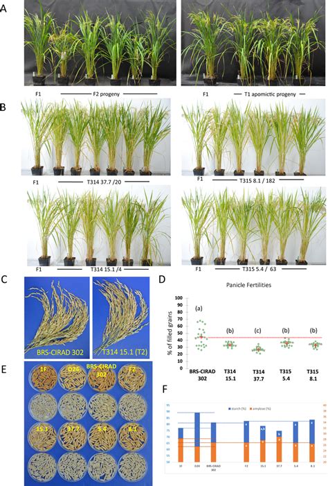 Phenotype Panicle Fertility And Grain Quality Of Progeny Plants Of