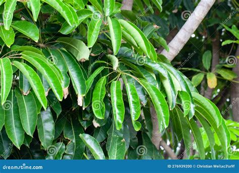 Australian Umbrella Tree Leaves Heptapleurum Actinophyllum Stock Photo