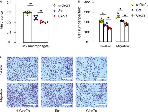 Frontiers Clec A Expression In Inflammatory Macrophages Orchestrates