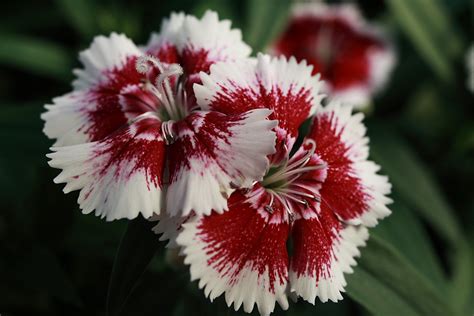 Red White Flowers | Flowers| Free Nature Pictures by ForestWander ...