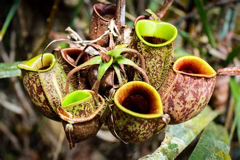 Nepenthes Humidity Requirements A Complete Guide Plants For All Seasons