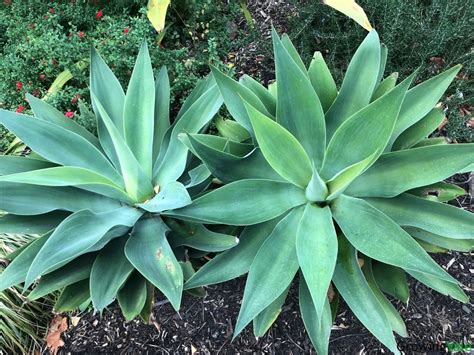 Agave Plants How To Grow And Care Complete Guide Growingvale