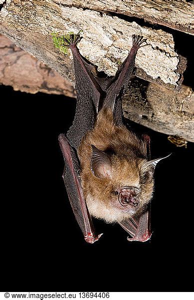 Semons Leafnosed Bat Hipposideros Semon Echo Locating From Roost