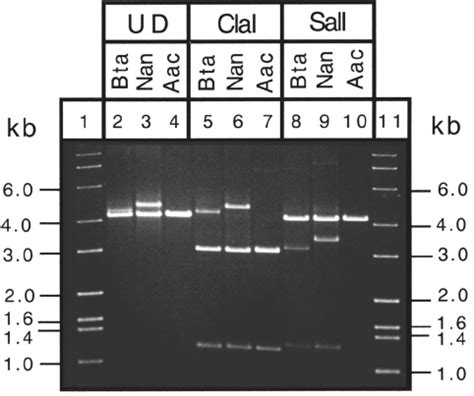 Agarose Gel Electrophoresis Of S S Rdna Pcr Prod Ucts Ampli Fi Ed