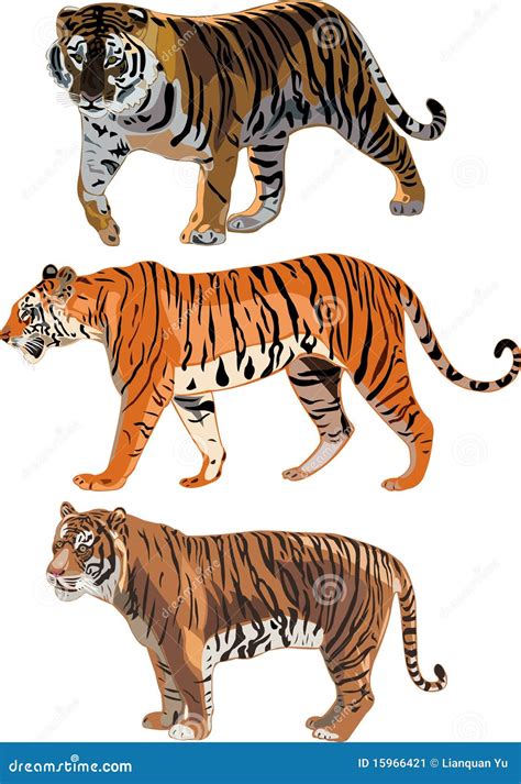 Tigre Siberiano, Tigre De Sumatran, Tigre De Bengala Ilustración del ...