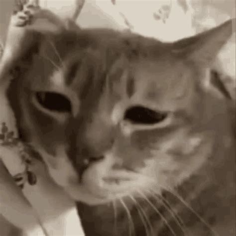 Sad Cat Car GIF - Sad Cat Car Meow - Discover & Share GIFs