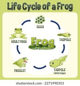 Frog Life Cycle Diagram Illustration Stock Vector (Royalty Free ...