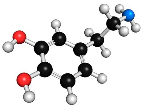 Mise à jour 109 imagen formule chimique de la dopamine fr