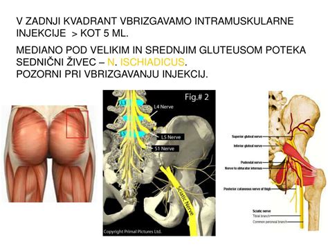 Ppt MiŠice Spodnje OkonČine Powerpoint Presentation Free Download